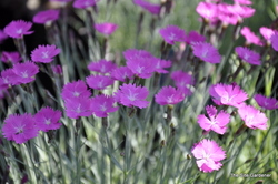 Dianthus Firewitch — photo 3